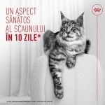 ROYAL CANIN Airlift Mousse Digestive Care, hrana umeda pisici, 85 g (Hrana Umeda - Pisici)