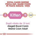 Royal Canin Maine Coon Kitten - kitten