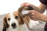 Servetele de Unica Folosinta pentru Ingrijirea Urechilor Cainilor 50 buc 29392