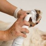 Set spuma curatare labute fara clatire + prosop microfibra Doctor Totolici, 200 ml (Igiena - Caini)