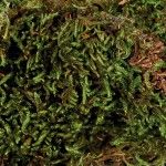 Substrat pentru Terarii Umede 200 g 76155