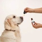 Ulei de CBD 10% pentru Caini si Pisici Aroma de Somon Doctor Totolici, 10 ml (Igiena - Caini)