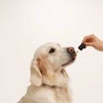 Ulei de CBD 2% pentru Caini si Pisici Fara Aroma Doctor Totolici, 10 ml (Igiena - Caini)