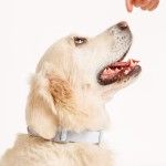 Zgarda Quick Release din policoton ultra-usoara Doctor Totolici, culoare Baby Blue, marimea M (Zgarzi)