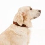 Zgarda Quick Release din policoton ultra-usoara Doctor Totolici, culoare Brown, marimea L (Zgarzi)