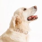 Zgarda Quick Release din policoton ultra-usoara Doctor Totolici, culoare Oat Milk, marimea XL (Zgarzi)