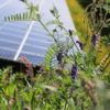 Ecologie op het zonnepark
