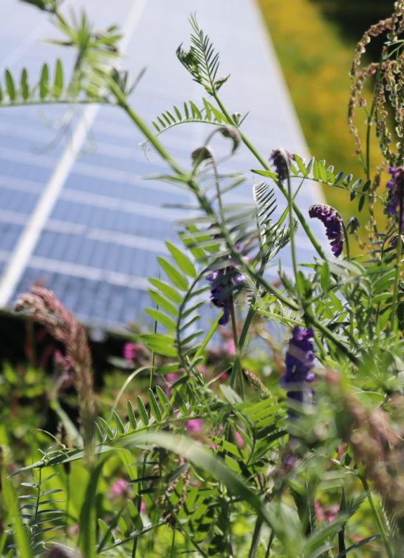 Ecologie op het zonnepark