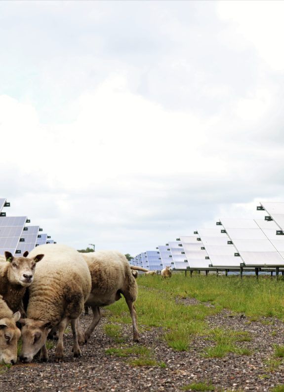 Ecologie schapen op zonnepark