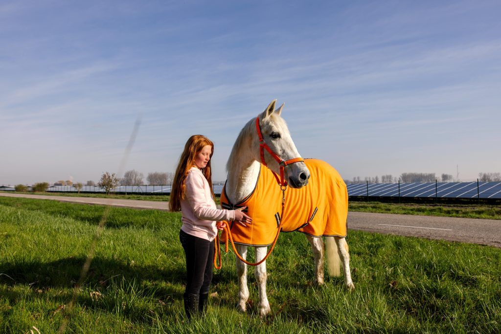 Zonnepark-paard