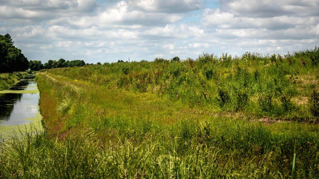Groene dijk met wilde bloemen langs een smal kanaal
