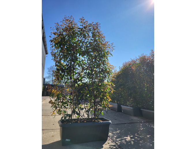 Afbeelding van Tuinmaak Kant en klaar haag Photinia Red Robin 120-200cm