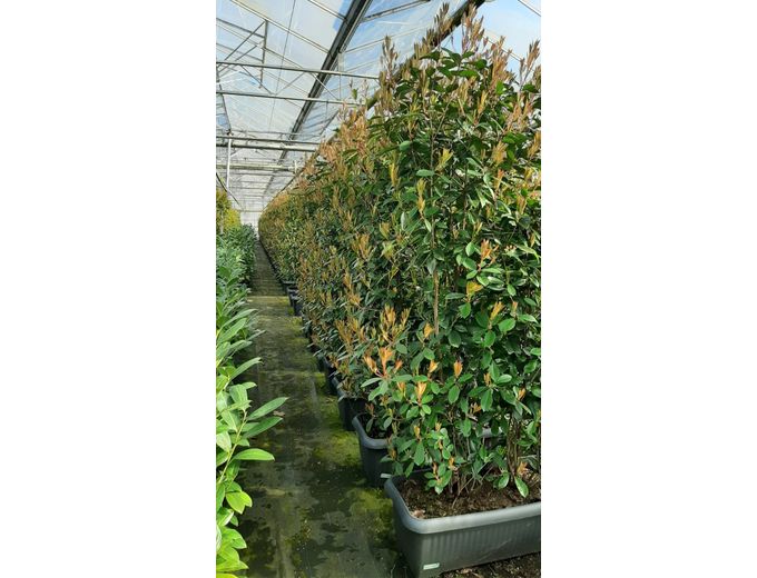 Afbeelding van Tuinmaak Kant en klaar haag Photinia Red Robin 120-200cm