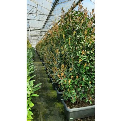 Foto van Tuinmaak Kant en klaar haag Photinia Red Robin 120-200cm