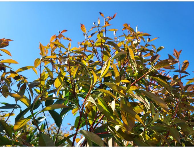 Afbeelding van Tuinmaak Kant en klaar haag Photinia Red Robin 120-200cm