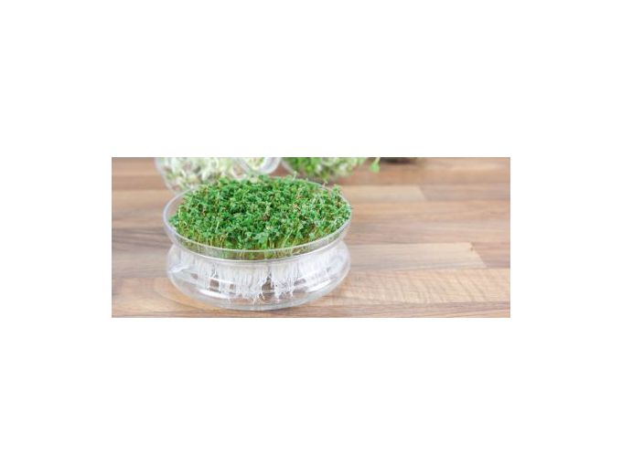 Afbeelding van Buzzy® Organic Spruitgroente Glazen Bowl