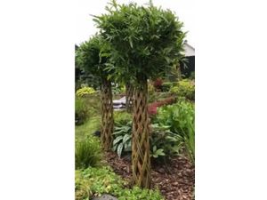 Foto van Gevlochten wilgenboom 140 cm - 160 cm