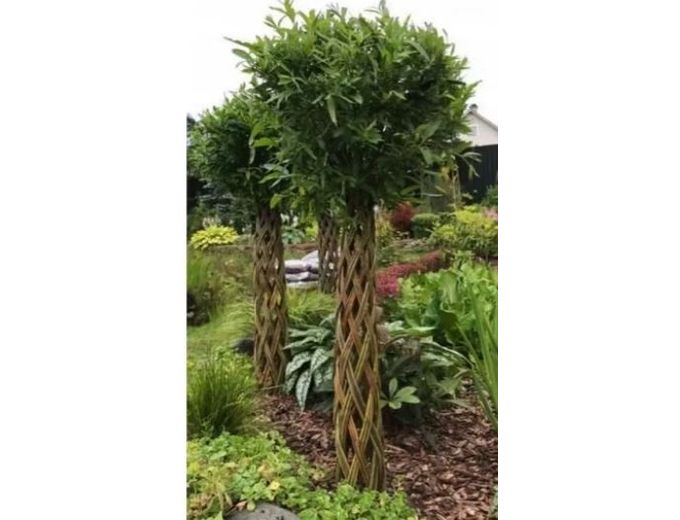 Afbeelding van Gevlochten wilgenboom 140 cm - 160 cm