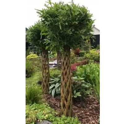 Foto van Gevlochten wilgenboom 140 cm - 160 cm