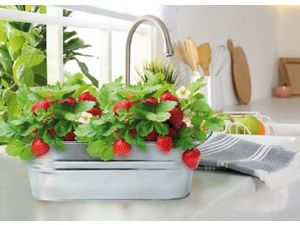 Foto van Buzzy® Groeikit Small Garden Aardbei