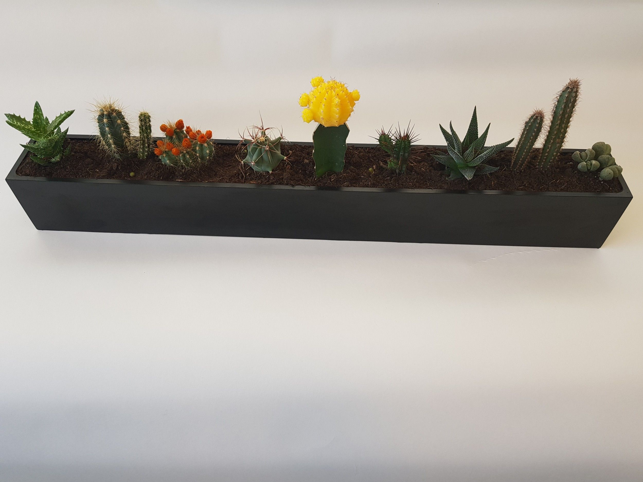 Onderscheid surfen Vervelend Plantenbak voor cactussen en vetplanten bestel je op Tuinmaak.nl: Dé online  tuin specialist!