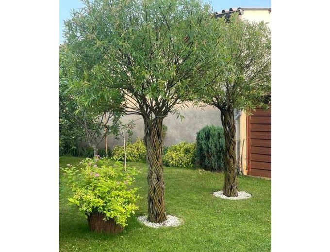 Afbeelding van Gevlochten wilgenboom 140 cm - 160 cm