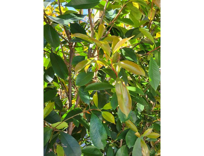 Afbeelding van Tuinmaak Kant en klaar haag Photinia Red Robin 120-200cm