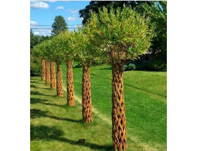 Afbeelding van Gevlochten wilgenboom 160 cm - 180 cm