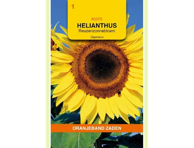 Afbeelding van Helianthus, Zonnebloem Giganteus