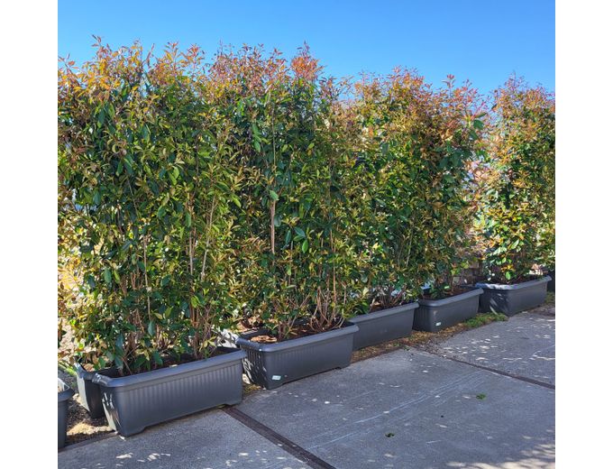 Afbeelding van Tuinmaak Kant en klaar haag Photinia Red Robin 120-200cm