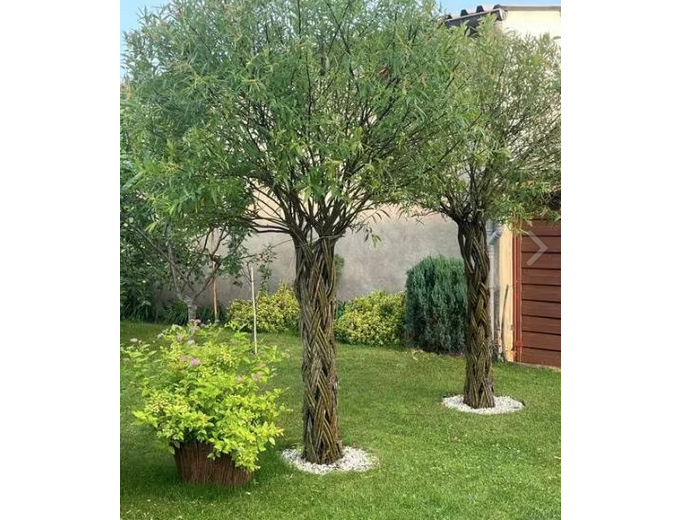 Afbeelding van Gevlochten wilgenboom 140 cm - 160 cm