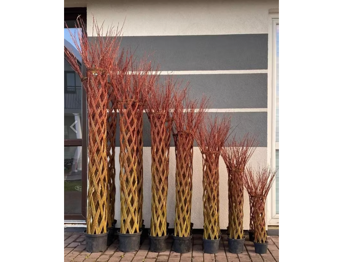 Afbeelding van Gevlochten wilgenboom 140 cm - 160 cm