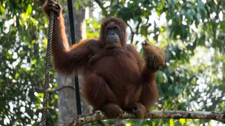 Orang oetans spotten op Borneo: Semenggoh