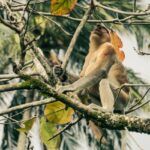 Tips voor Bako National Park op Maleisisch Borneo