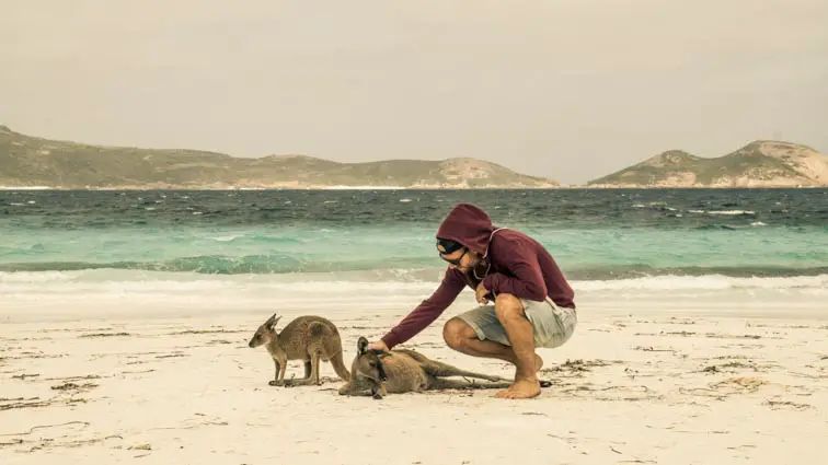 Kangoeroes op het strand in Lucky Bay