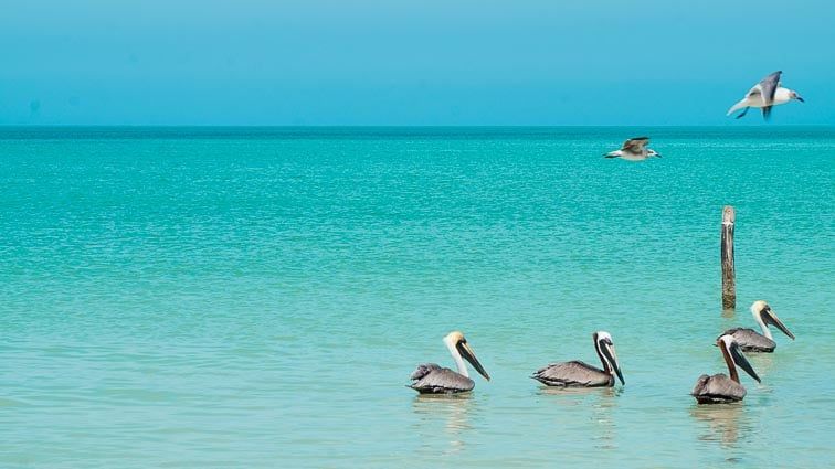 Vogels spotten op Isla Holbox