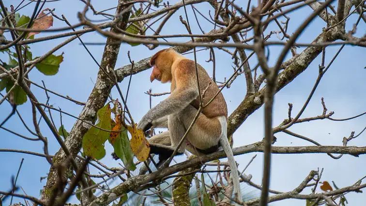 Wildlife spotten op Borneo