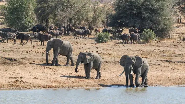 Safari Kruger Park Zuid-Afrika