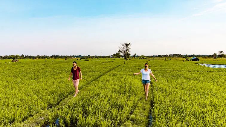 Rijstvelden Bali
