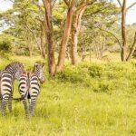 Lake Mburo National park: Safari in Oeganda
