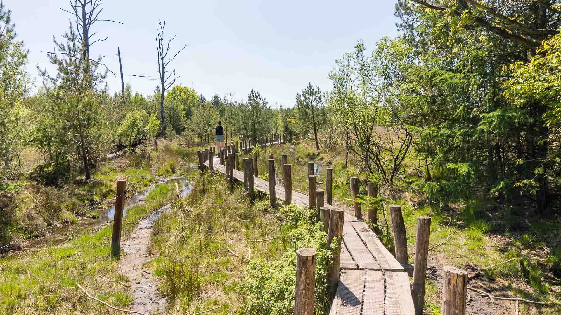 Wandelen over het plankenpad in Nationaal park Dwingelderveld