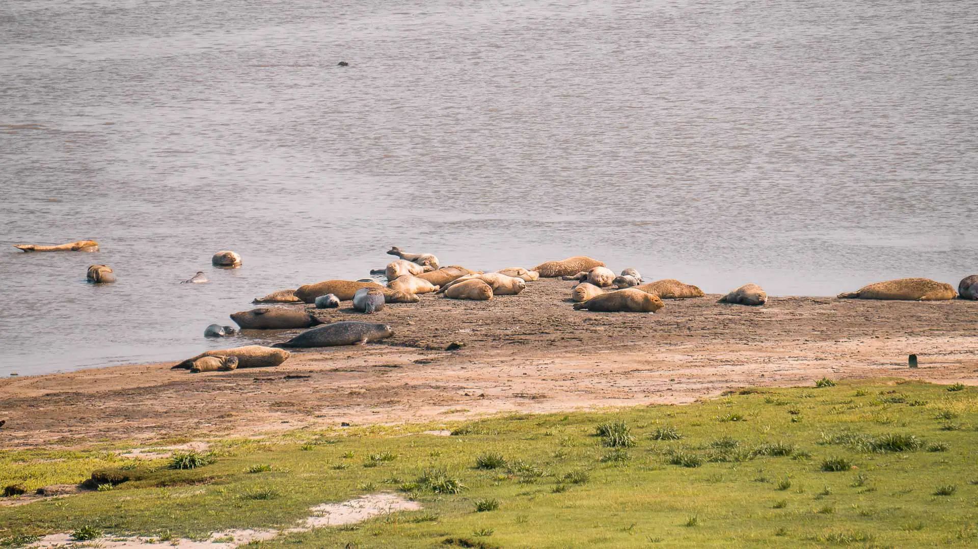 Punt van Reide: Zeehonden spotten in Groningen bij de zeehondenkijkwand