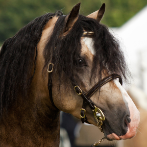 A pony Horzeplaza