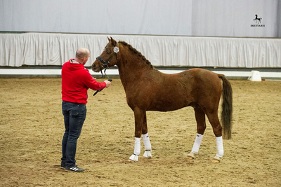 Schermafbeelding 2020 11 27 om 11.06.57 600x400 1 Horzeplaza